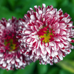 Makro - Kvety